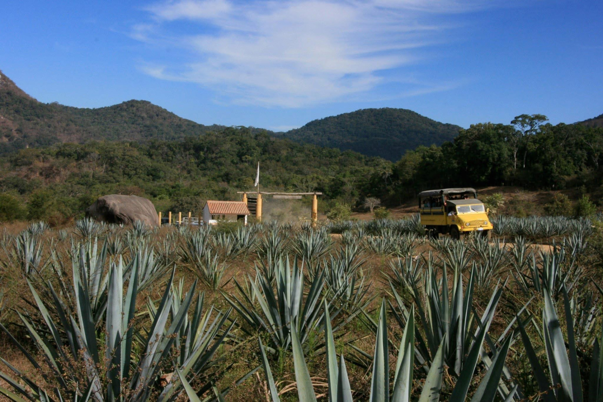 Agave fields, Mazatlán