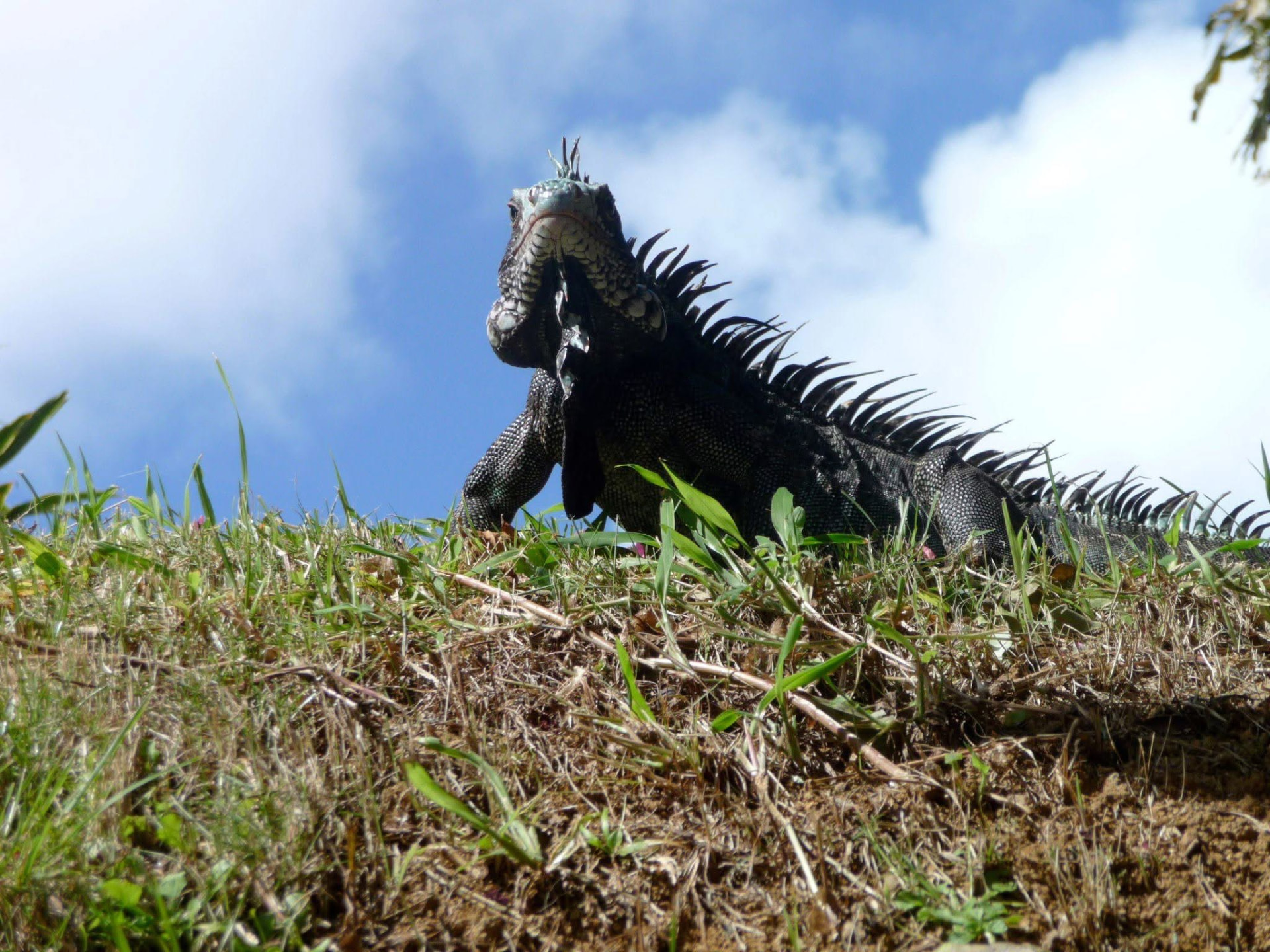 Iguana, St. Thomas, U.S. Virgin Islands